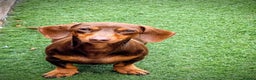 Miniature Dachshund dogs for stud: Miniature dachshund for stud  - Advert 2