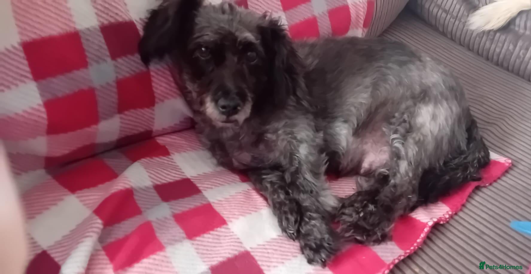 Mixed Breed dogs Bichon frise x Jack Russell puppies - Advert 1