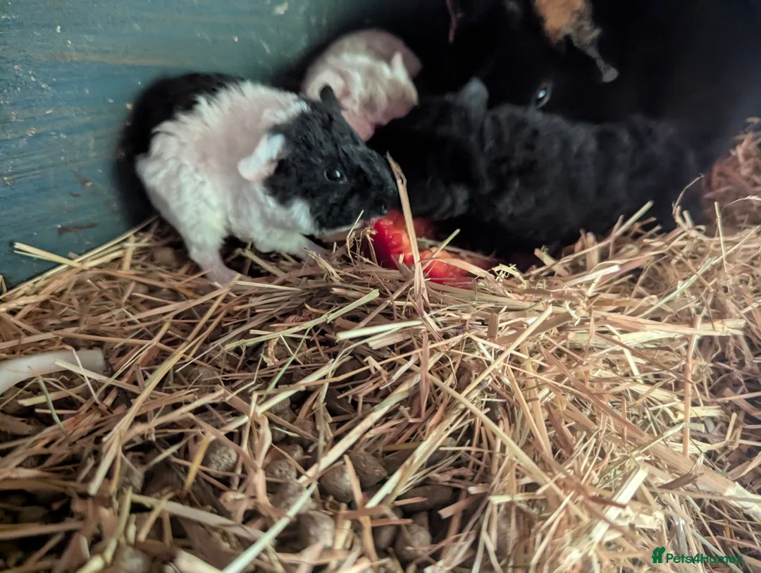 Guinea Pig rodents for sale: Friendly Baby Teddy Guinea Pigs - Advert 1