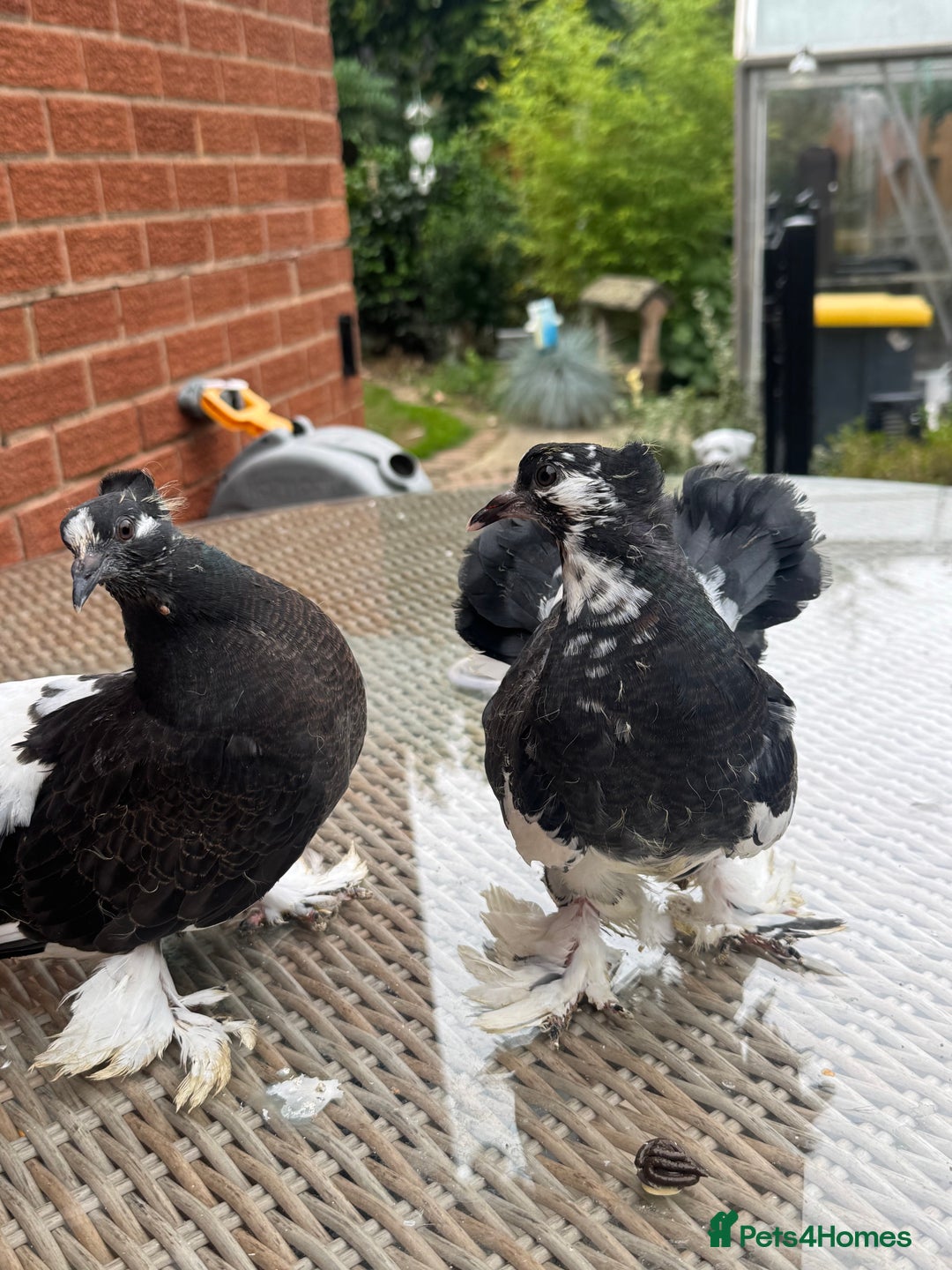 Pigeons birds for sale: Exhibition Indian Garden Fantails  - Image 5