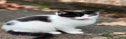 Mixed Breed cats for sale: Black and white kitten in Edgware - Advert 3