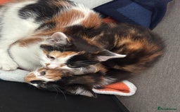 Mixed Breed cats for sale: 4 Kittens for sale (read the description) - Image 2