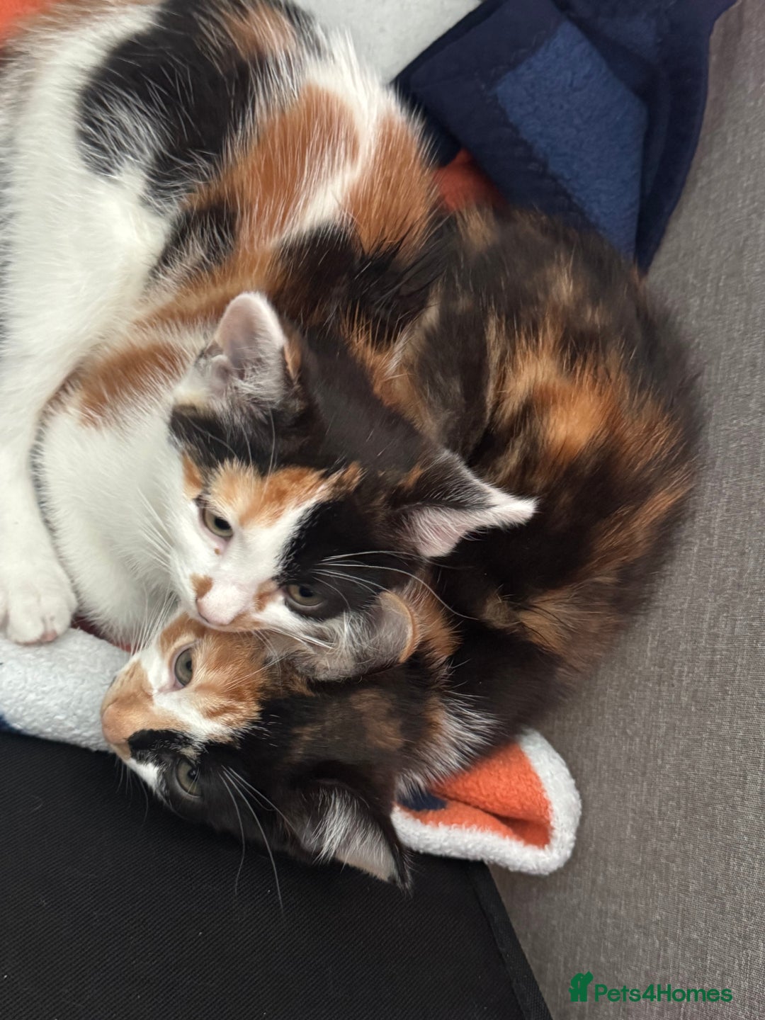 Mixed Breed cats for sale: 4 Kittens for sale (read the description) - Image 2