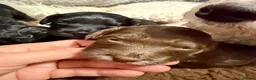 Cockapoo dogs for sale: F2B Cockapoo puppies Health-tested Pedigree lines  - Advert 12