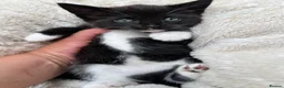 Mixed Breed cats for sale: Three beautiful kittens – two girls and one boy.  - Advert 10