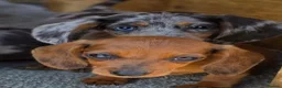 Dachshund dogs for sale: Healthy Dachshunds - Advert 7