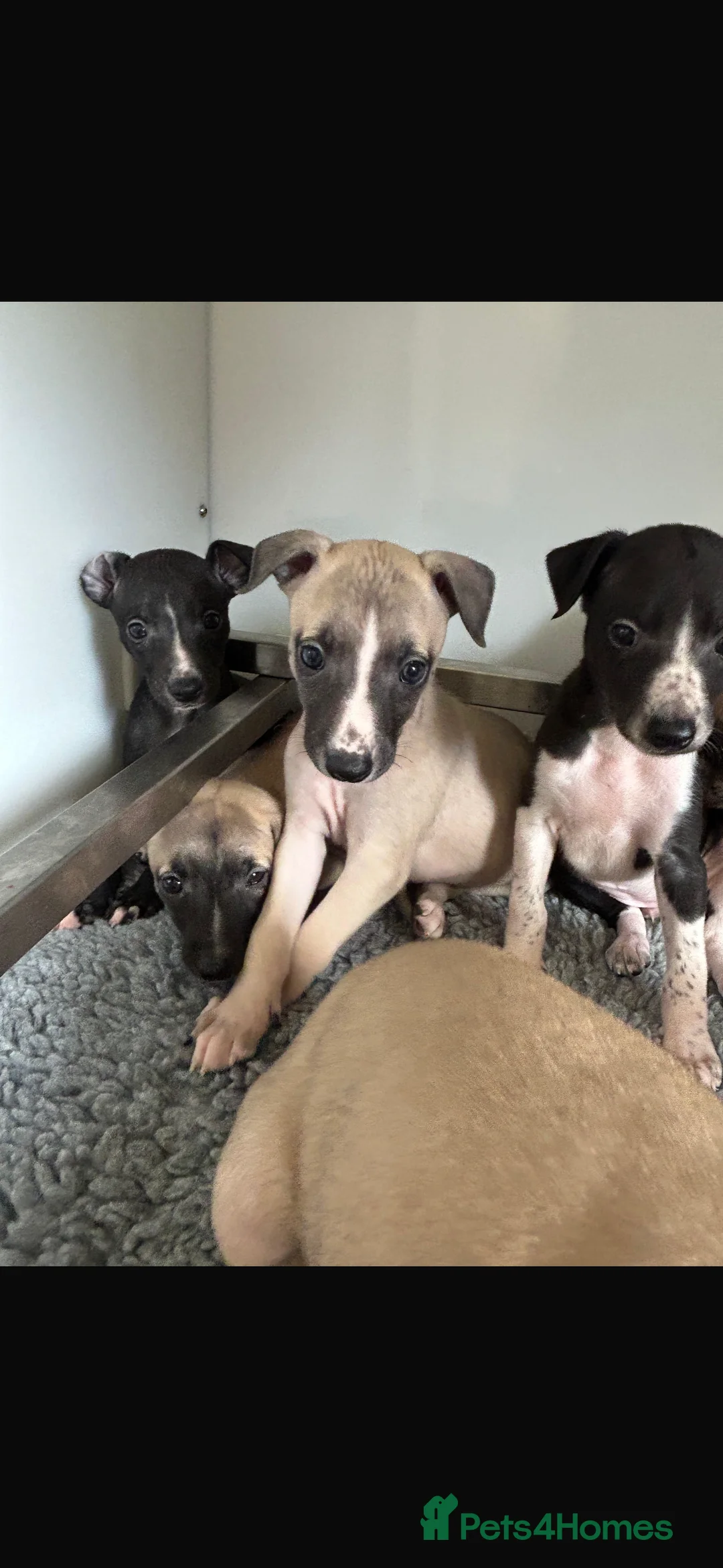 Whippet dogs for sale: KC REGISTERED WHIPPETS  in Liverpool - Advert 17