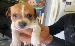 Jack Russell dogs for sale: Socialization jack russell terriers - Image 4