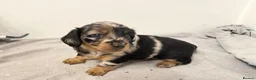 Miniature Dachshund dogs for sale: LONG HAIRED MINIATURE RUSSIAN DACHSHUNDS  - Advert 8