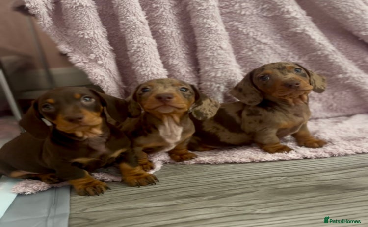 Miniature Dachshund dogs - Advert 6