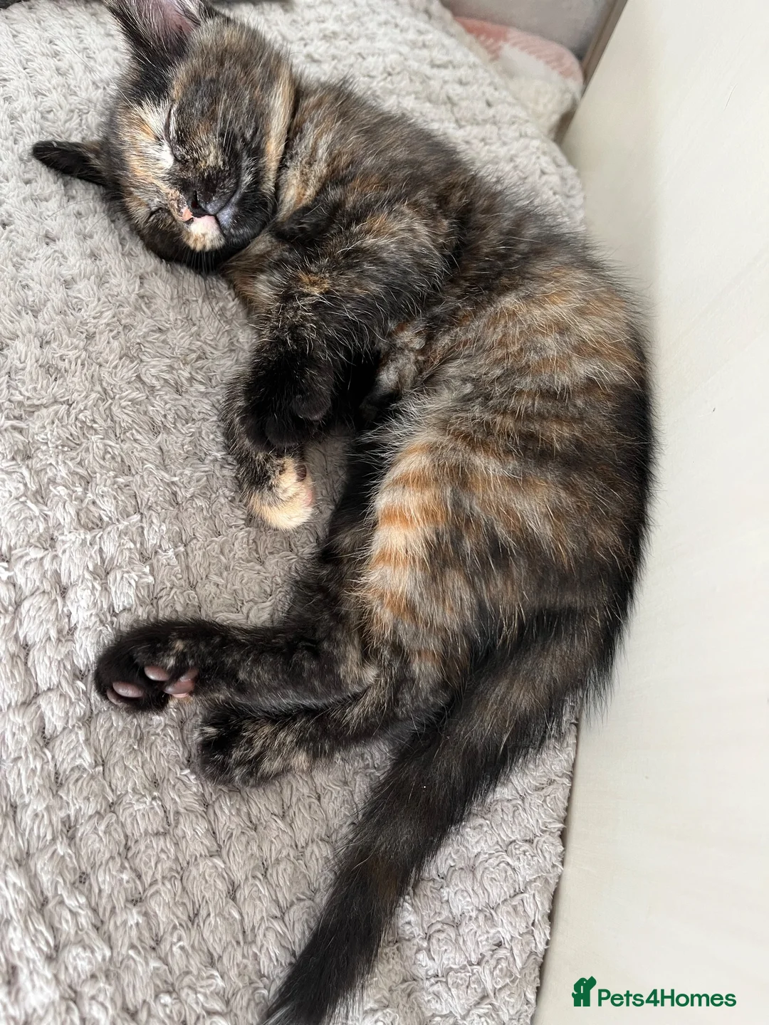 Mixed Breed cats for sale: Lovely kittens ready for loving homes - Advert 2