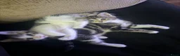Mixed Breed cats for sale: Beautiful kittens  in Manchester - Advert 5
