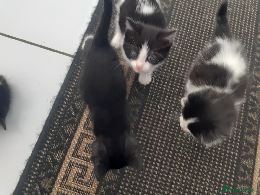Mixed Breed cats for sale: Ready now! Beautiful kittens - Image 5