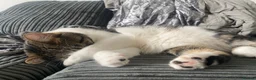 Mixed Breed cats for sale: Cat for new home - Moon in Oldham - Advert 3