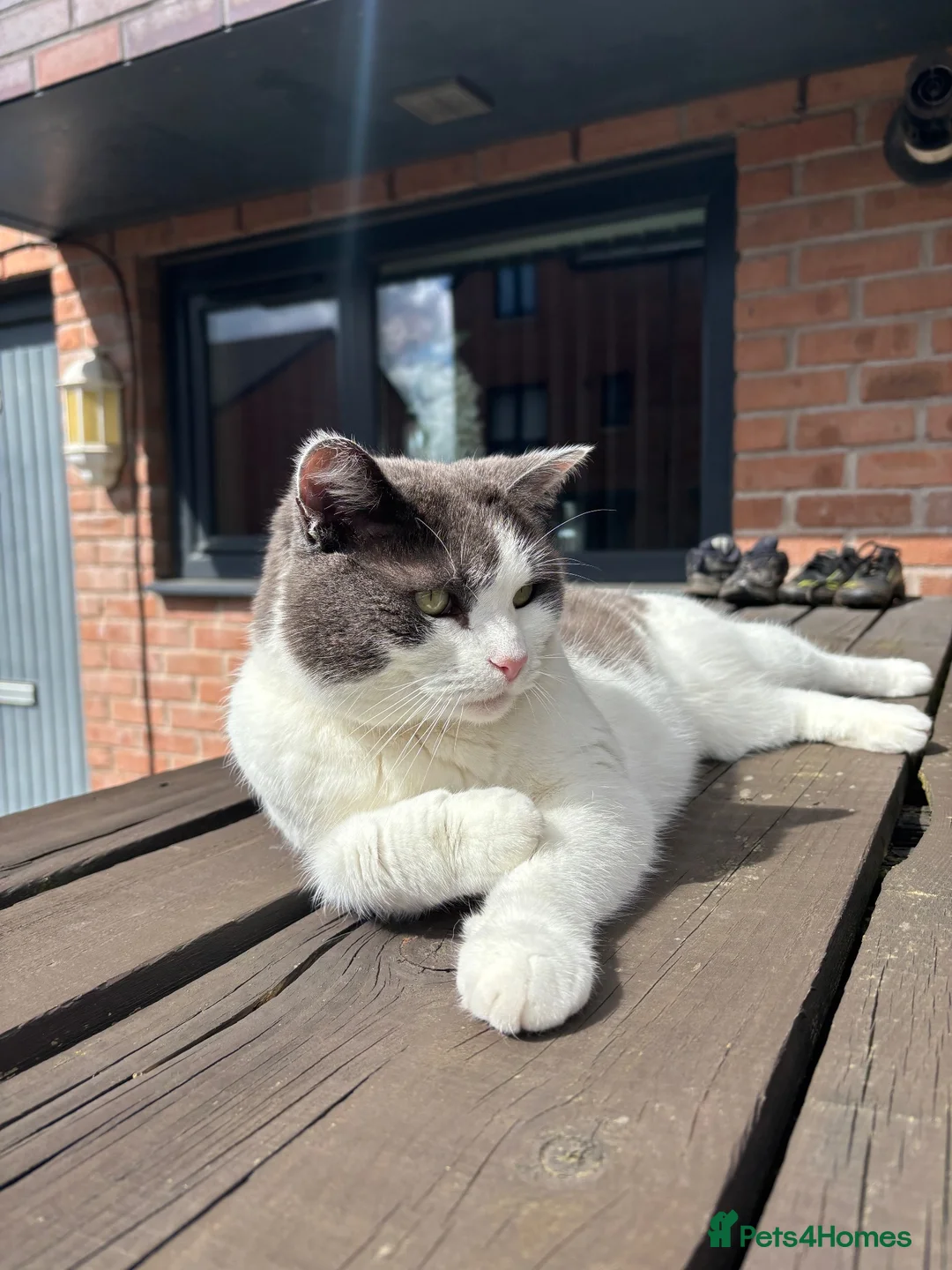 Mixed Breed cats for sale: playful long haired kittens - Advert 2
