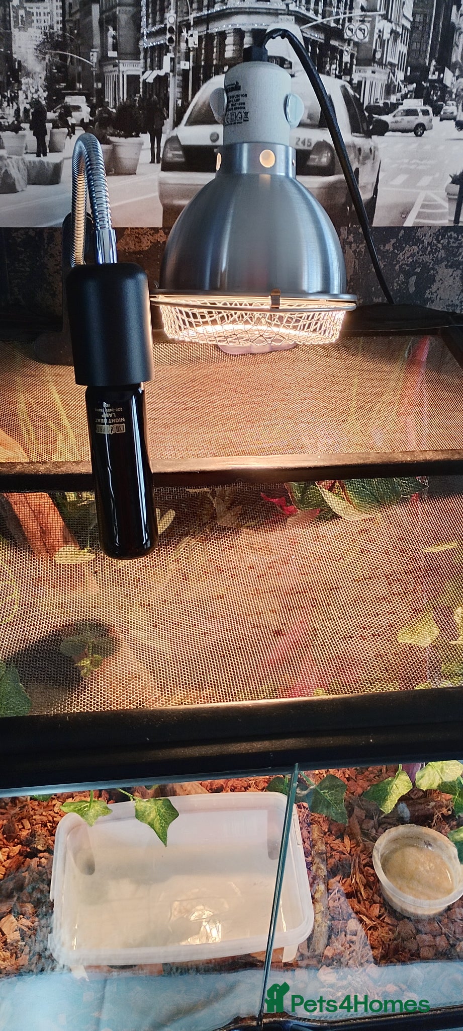 Leopard Gecko reptiles Male Tokay Gecko, healthy and feeding well  - Advert 4