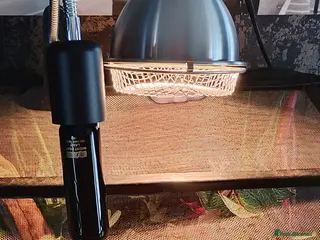 Leopard Gecko reptiles Male Tokay Gecko, healthy and feeding well - Advert 4