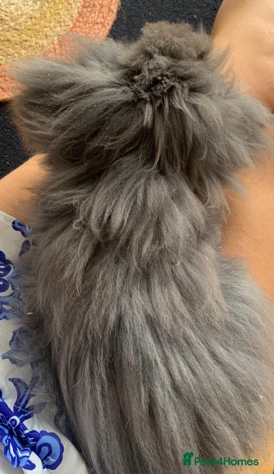Lionhead rabbits for sale: 2 lionhead girls - 5 months old - Image 4
