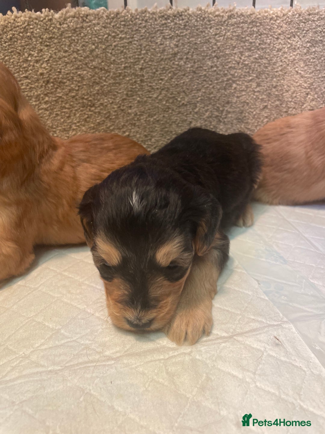 Cockapoo dogs for sale: Beautiful cockapoos - Image 6