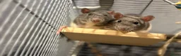 Rat rodents for sale: Two beautiful fancy rat boys - Advert 3