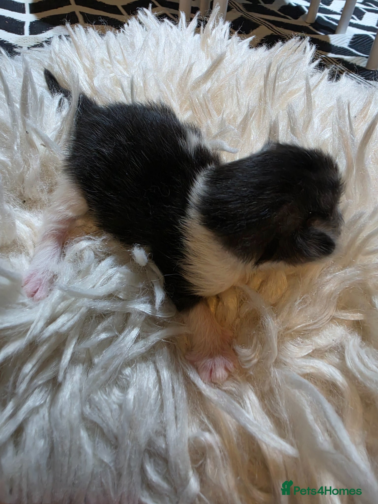 Persian cats for sale: Beautiful Persian Mix Kittens - Advert 10