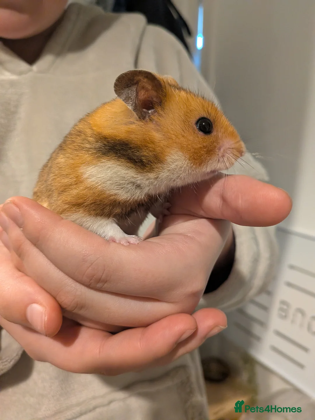 Hamster rodents for sale: Friendly Male Syrian hamster - Advert 9