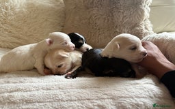 Morkie dogs for sale: Teacup Maltese/morkie babies  - Image 2