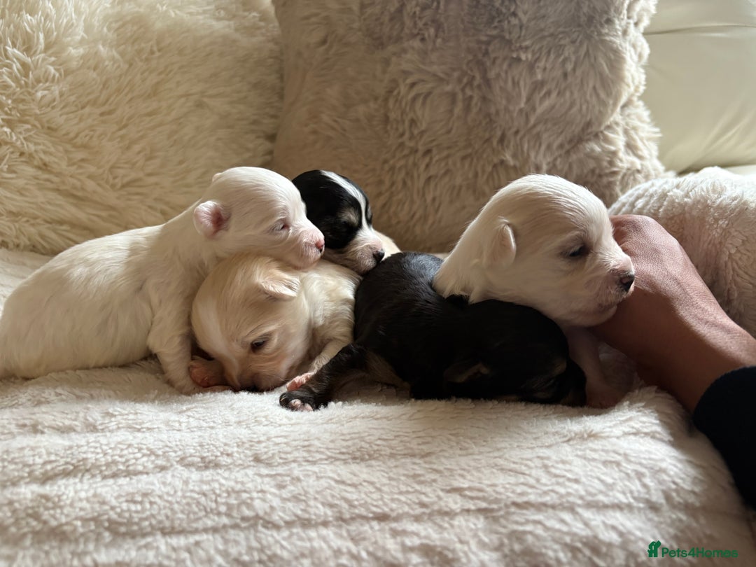Morkie dogs for sale: Teacup Maltese/morkie babies  - Image 2