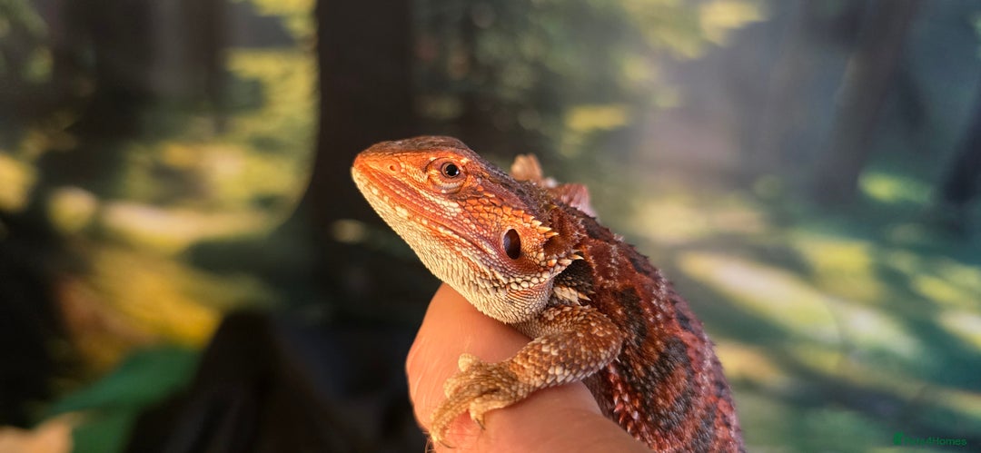 Bearded Dragon reptiles for sale: Bearded Daragon and Vivarium  - Advert 4