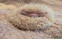 Pygmy Hedgehog rodents for sale: Little baby albino hedgehog Ruby red eyes.  - Image 3