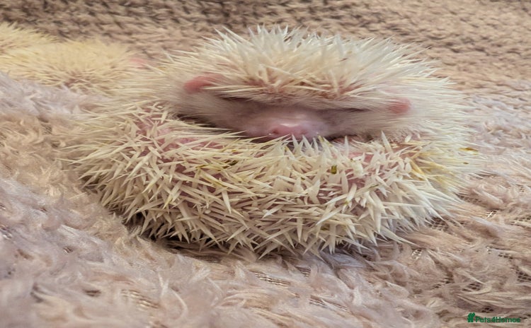 Pygmy Hedgehog rodents - Advert 1