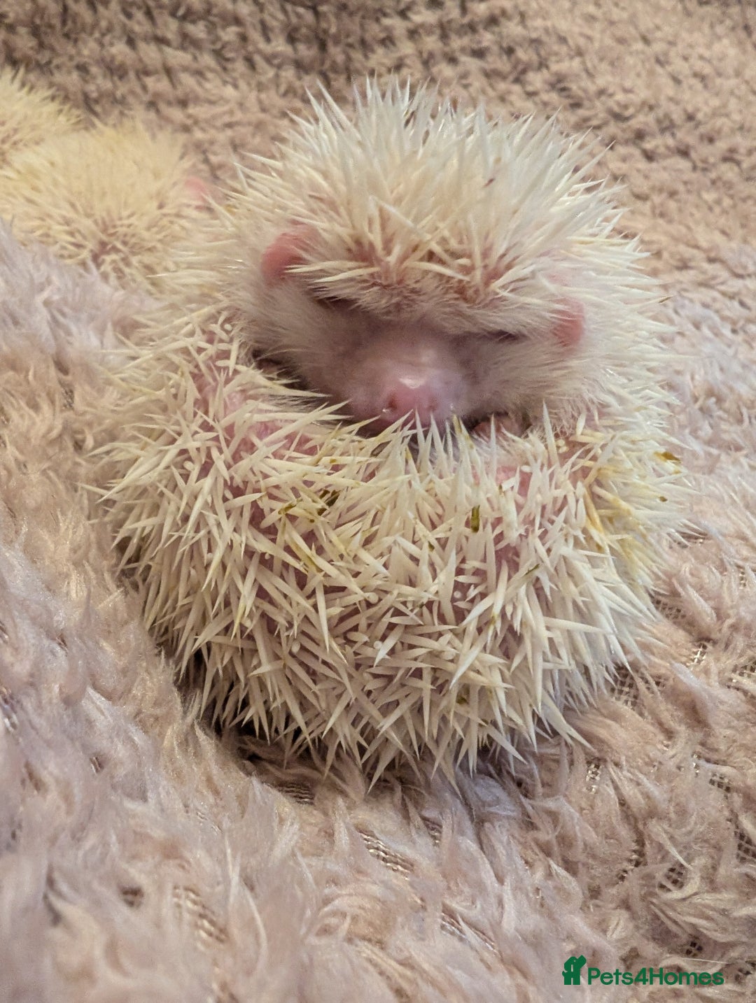 Pygmy Hedgehog rodents for sale: Little baby albino hedgehog Ruby red eyes.  - Image 3