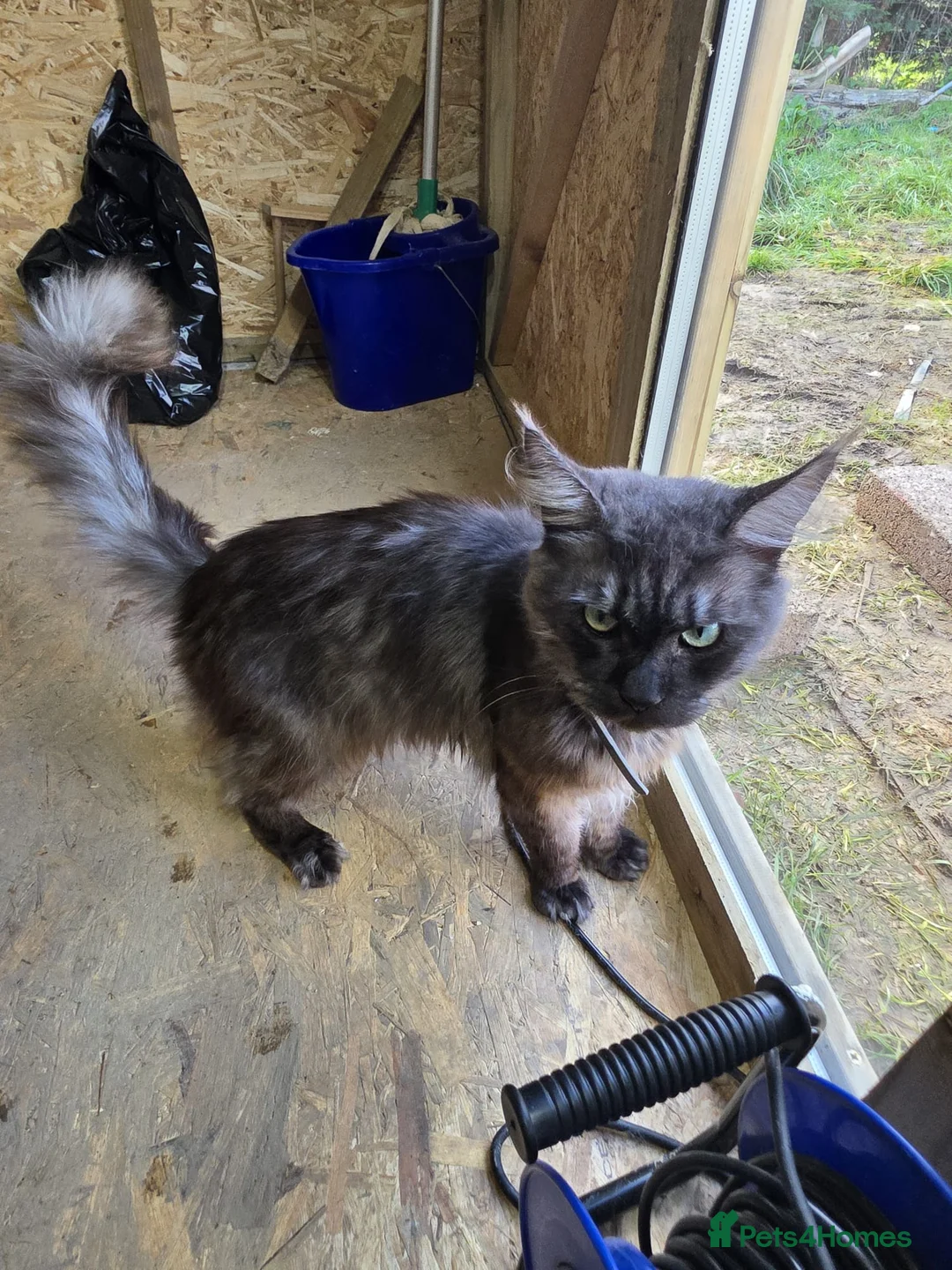 Maine Coon cats for sale: Pure Breed Maine Coone Kittens - Advert 6