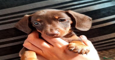 Miniature Dachshund dogs - Advert 1