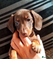 Miniature Dachshund dogs - Advert 1