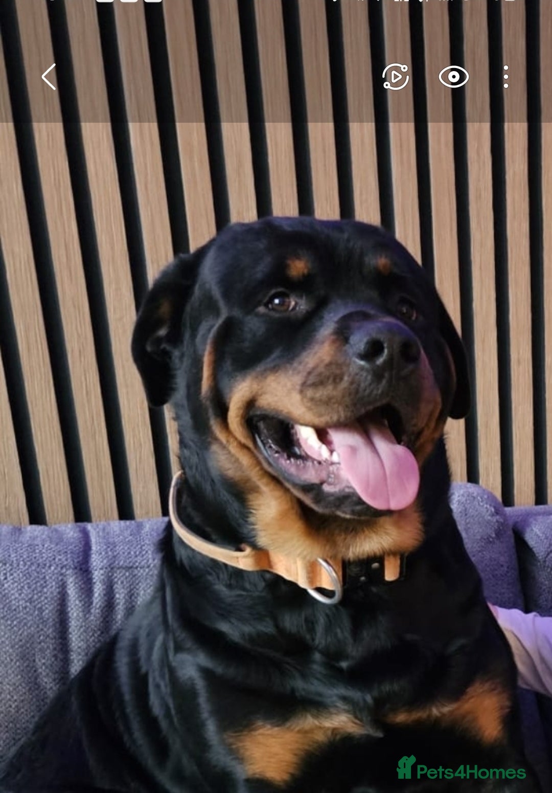 Rottweiler dogs for stud: KC registered sunning male for stud  - Advert 2