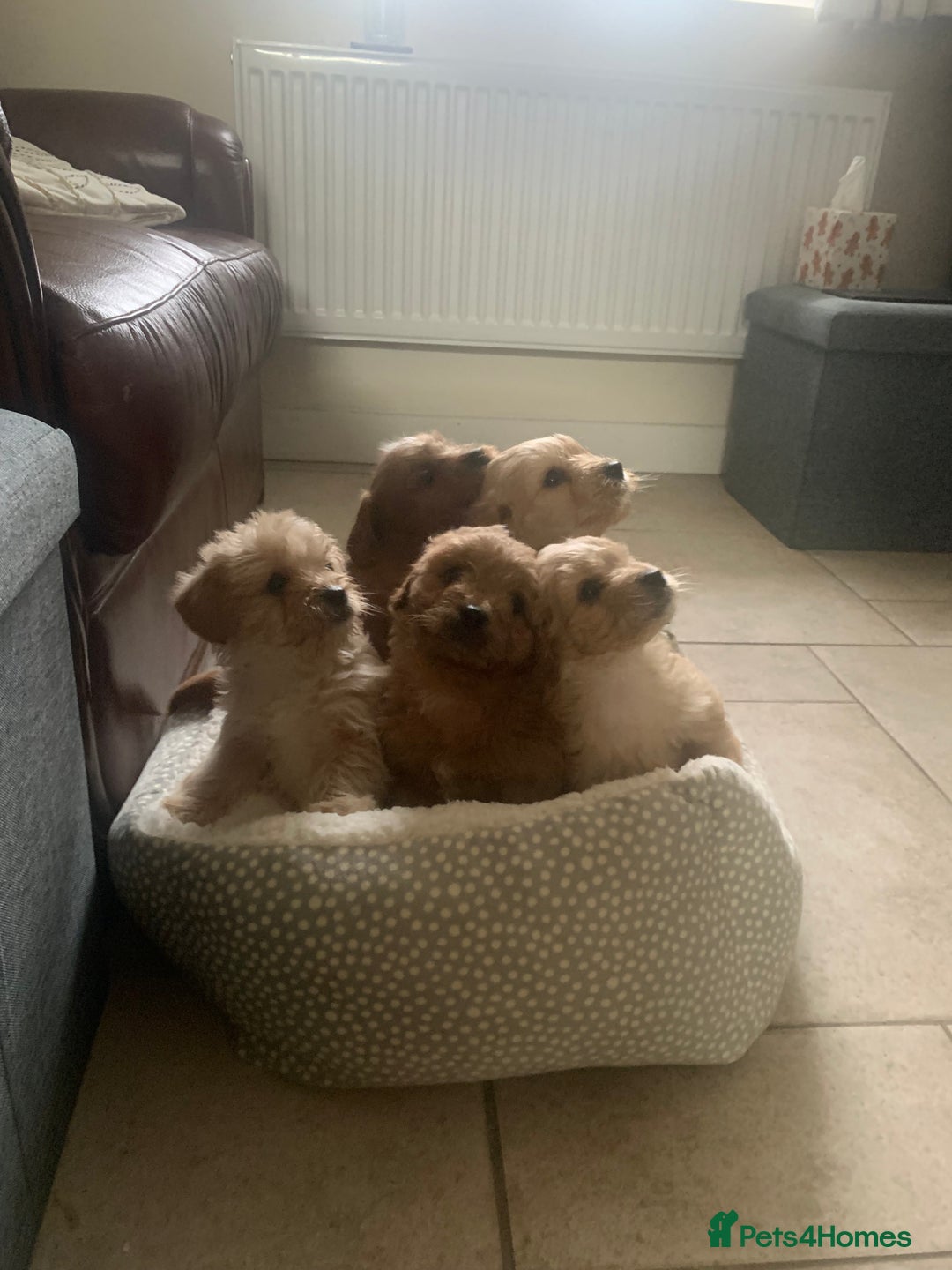 Mixed Breed dogs for sale: Cavapoo/Westiepoo - Advert 6