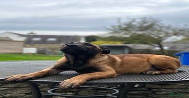Mixed Breed dogs - Advert 15