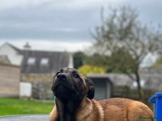 Mixed Breed dogs - Advert 29