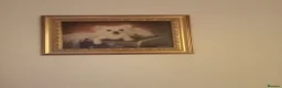 Chihuahua dogs for stud: Sir Tom Jones  - Advert 1