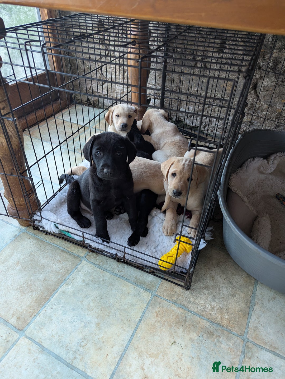 Labrador Retriever dogs for sale: 7 K C registered Chunky Labrador puppies  - Advert 3