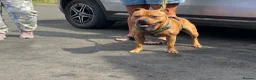 Staffordshire Bull Terrier dogs for stud: KC Registered Red Staffordshire Bull Terrier Stud in Crawley - Advert 2