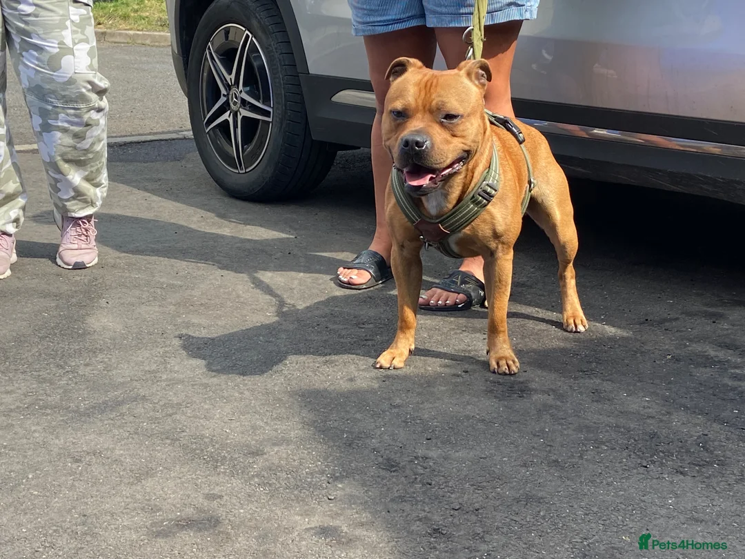 Staffordshire Bull Terrier dogs for stud: KC Registered Red Staffordshire Bull Terrier Stud in Crawley - Advert 2