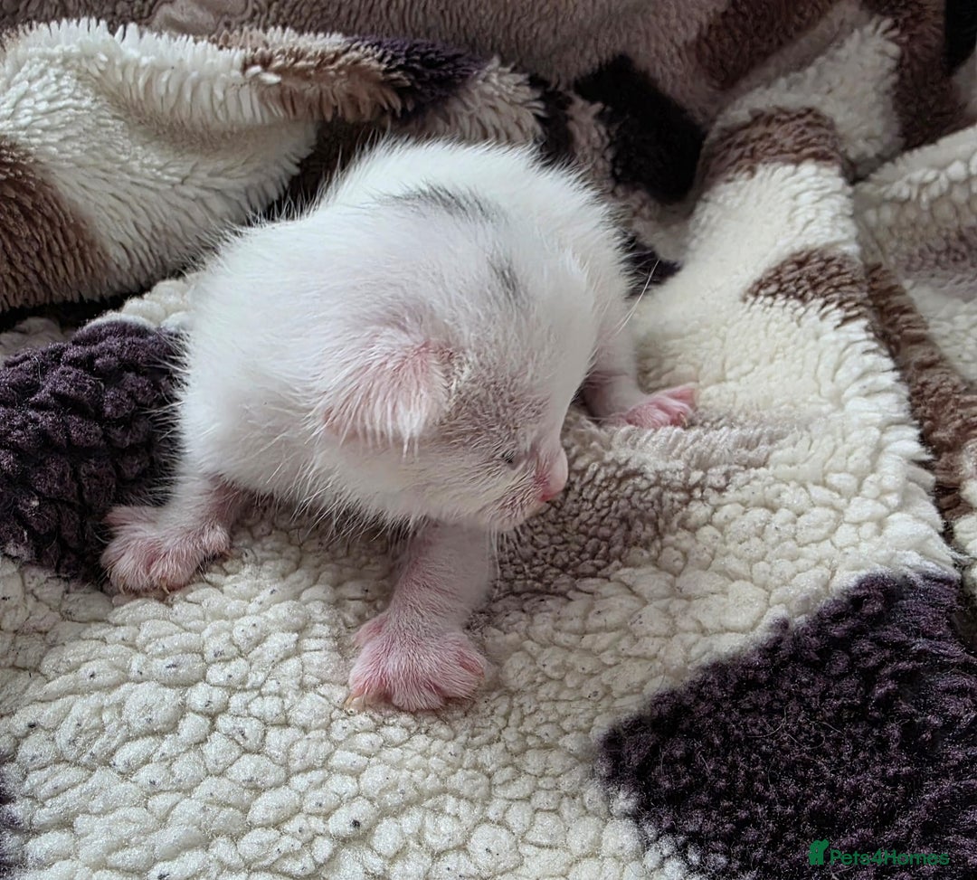 Mixed Breed cats for sale: Mixed kittens😻😽Ragdoll x domestic 🙀👌 - Advert 15