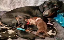 Miniature Dachshund dogs for sale: Truly Purebred Miniature Dachshunds puppies - Image 8