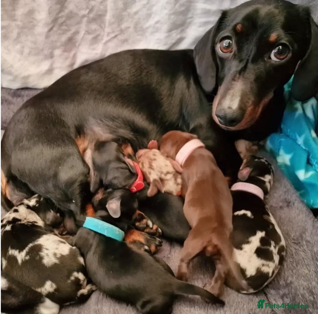 Miniature Dachshund dogs for sale: Truly Purebred Miniature Dachshunds puppies - Image 8