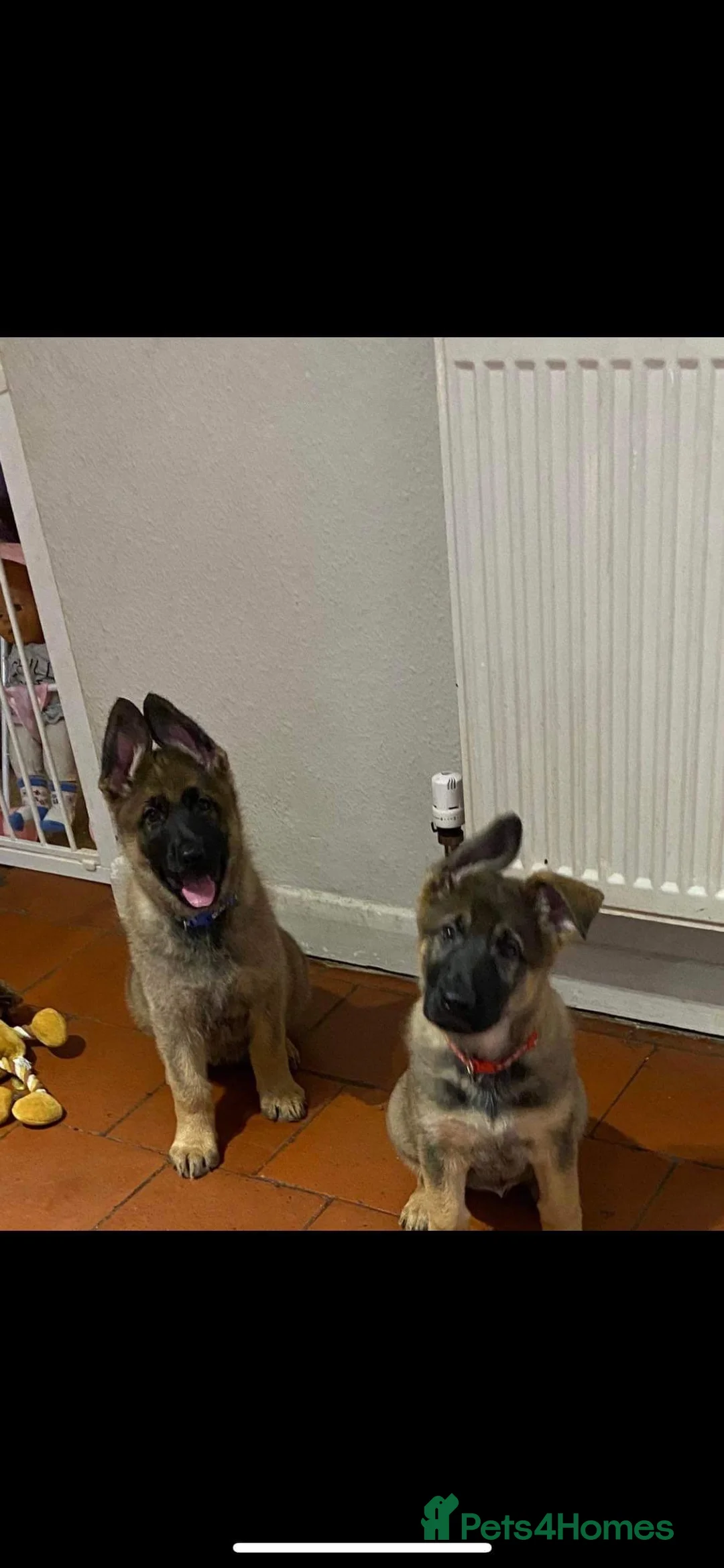 German Shepherd dogs for stud: Working German shepherd for stud  in Leicester - Advert 3