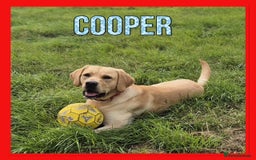 Labrador Retriever dogs for sale: Cooper 18 months  - Image 1