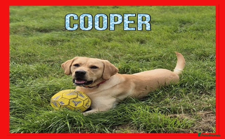Labrador Retriever dogs - Advert 2