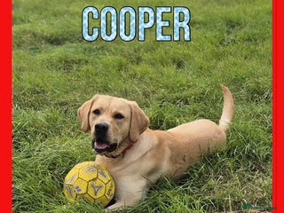 Labrador Retriever dogs - Advert 3